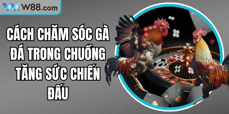 Cách Chăm Sóc Gà Đá Trong Chuồng