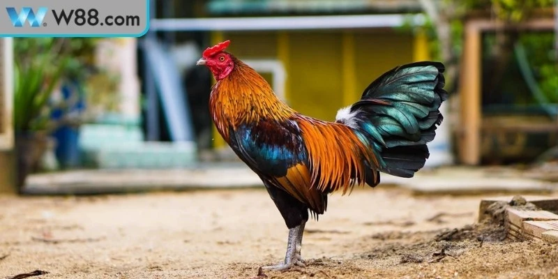 Làm thế nào để gà đá khỏe mạnh tập luyện cùng hồi phục